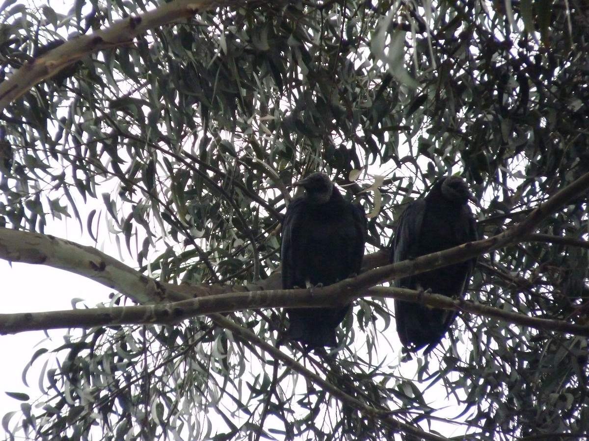 Black Vulture - Sebastián Martínez Moreno