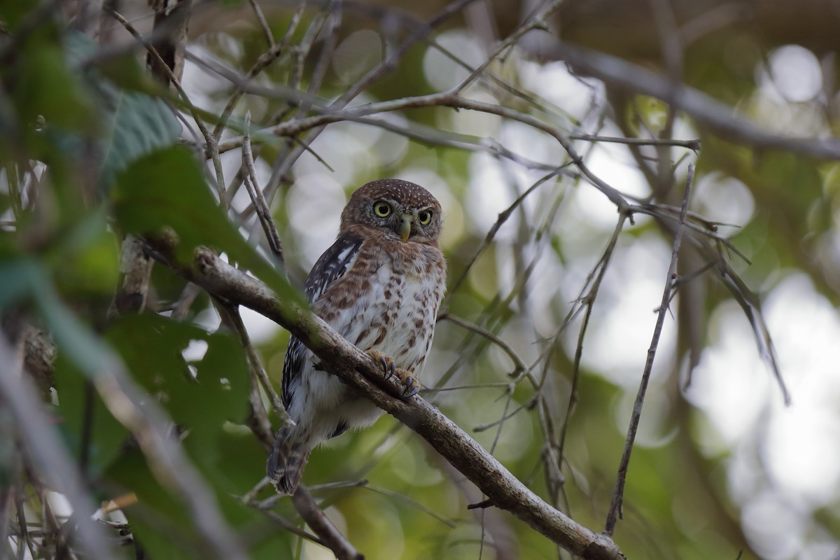 Cuban Pygmy-Owl - ML232892421