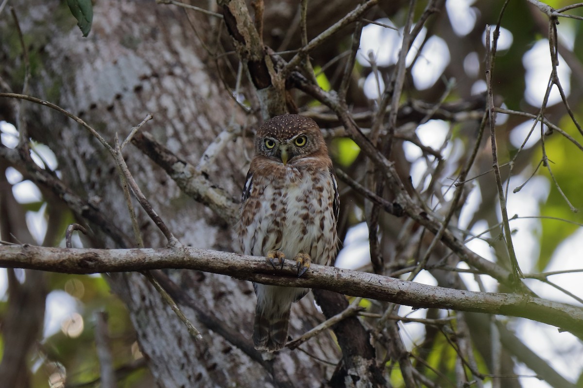 Cuban Pygmy-Owl - ML232892441