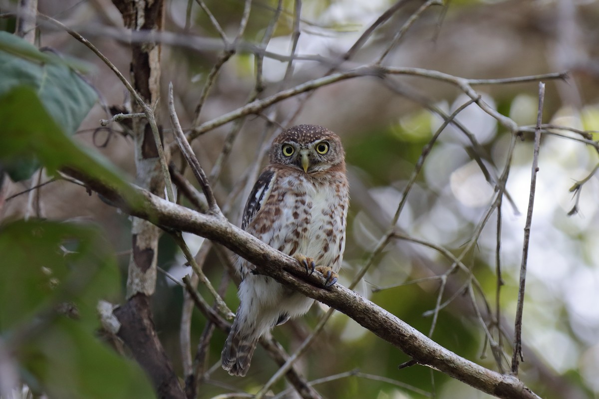 Cuban Pygmy-Owl - ML232892491