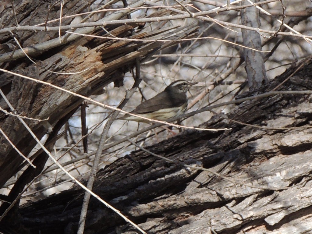 Louisiana Waterthrush - ML23289451