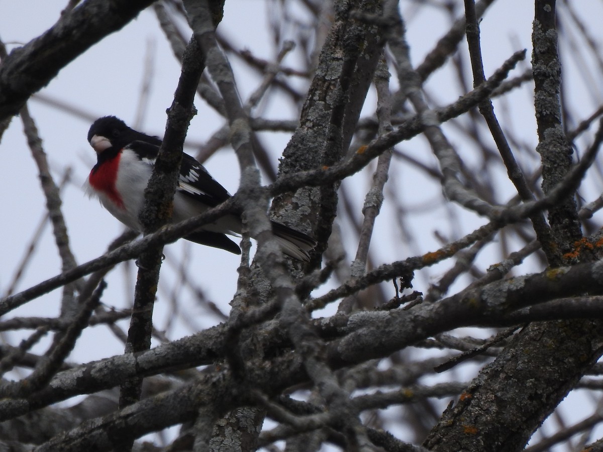 Rose-breasted Grosbeak - Jacques Bélanger