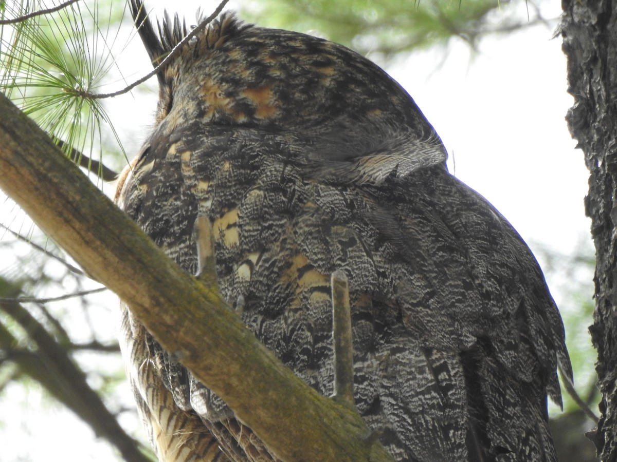 Great Horned Owl - ML232895321