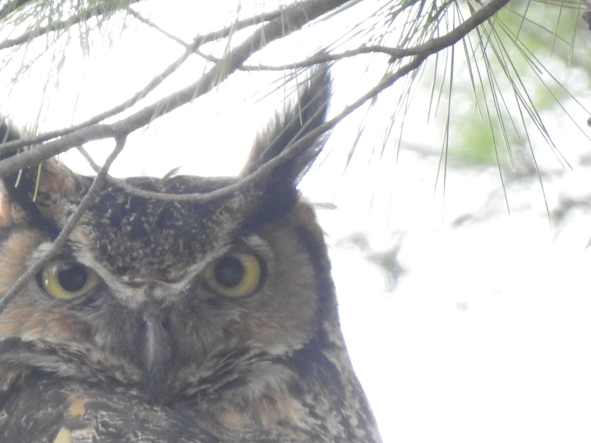 Great Horned Owl - Jacques Bélanger