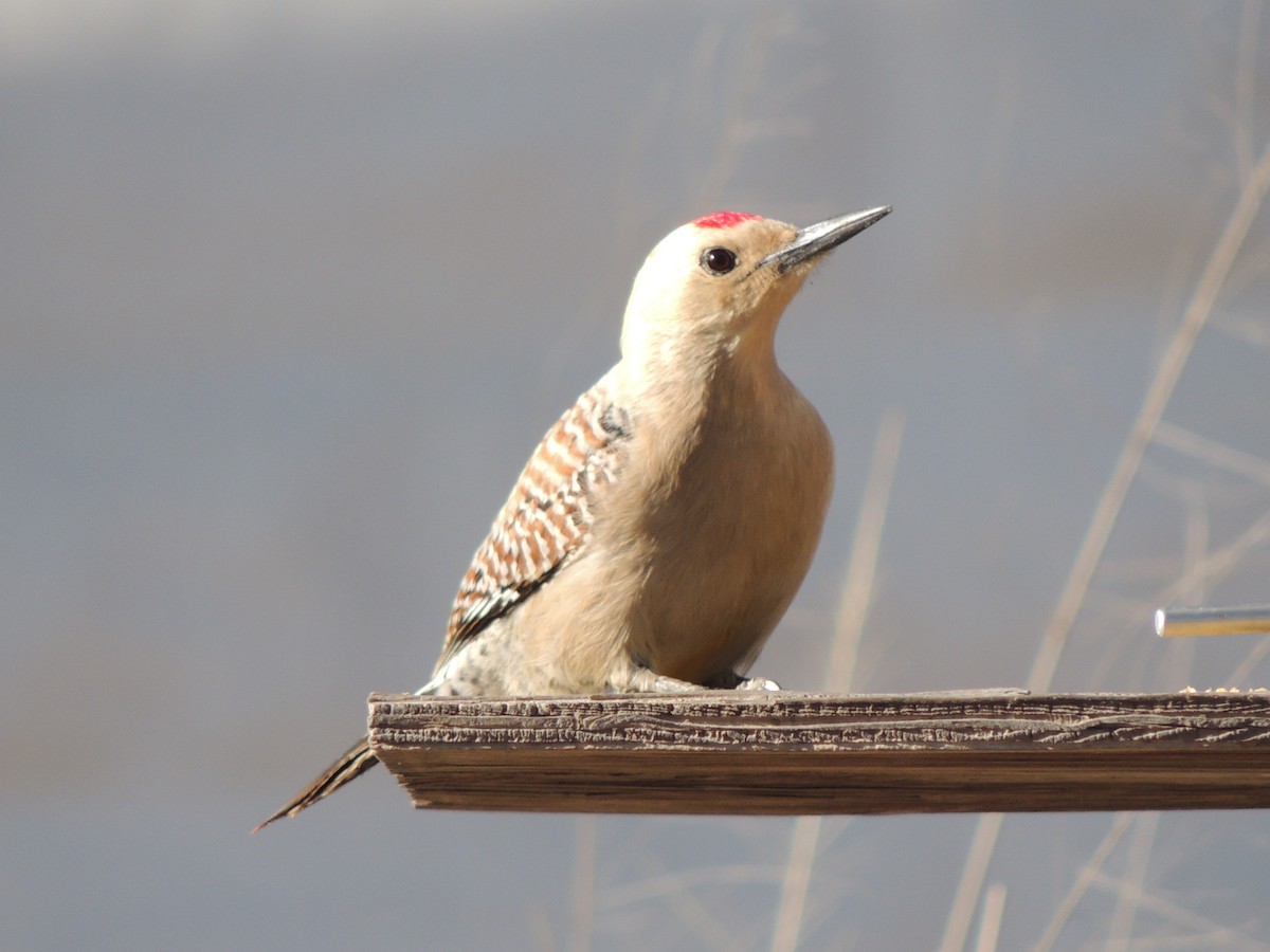 Gila Woodpecker - ML23289551