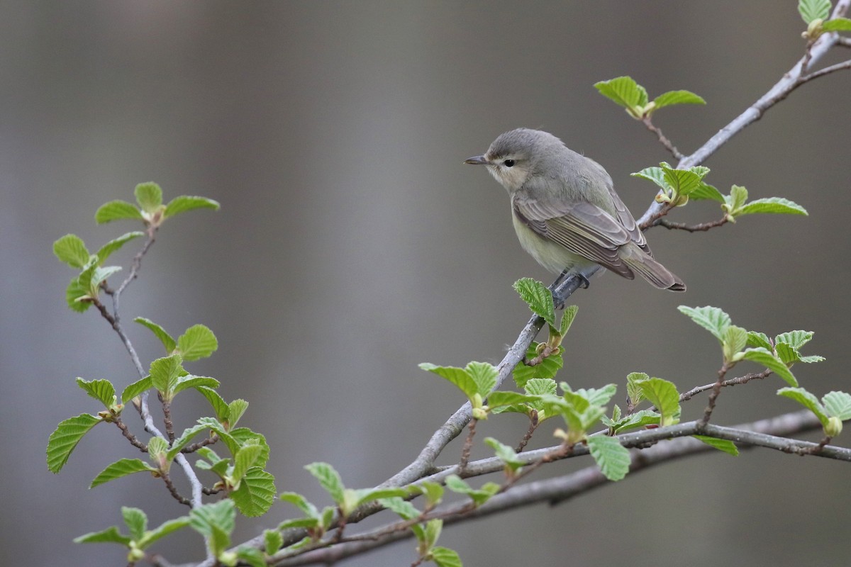 Warbling Vireo - Eric Gustafson