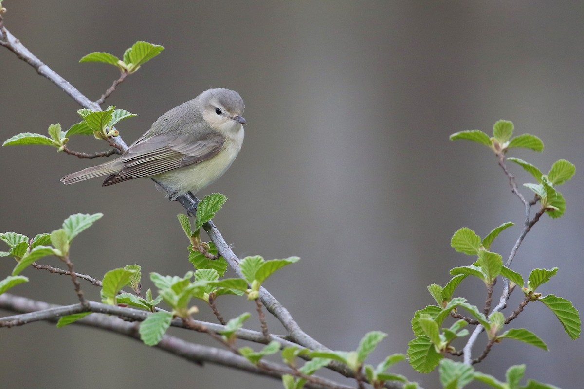 Warbling Vireo - Eric Gustafson