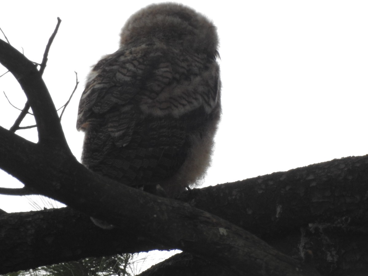 Great Horned Owl - ML232896711