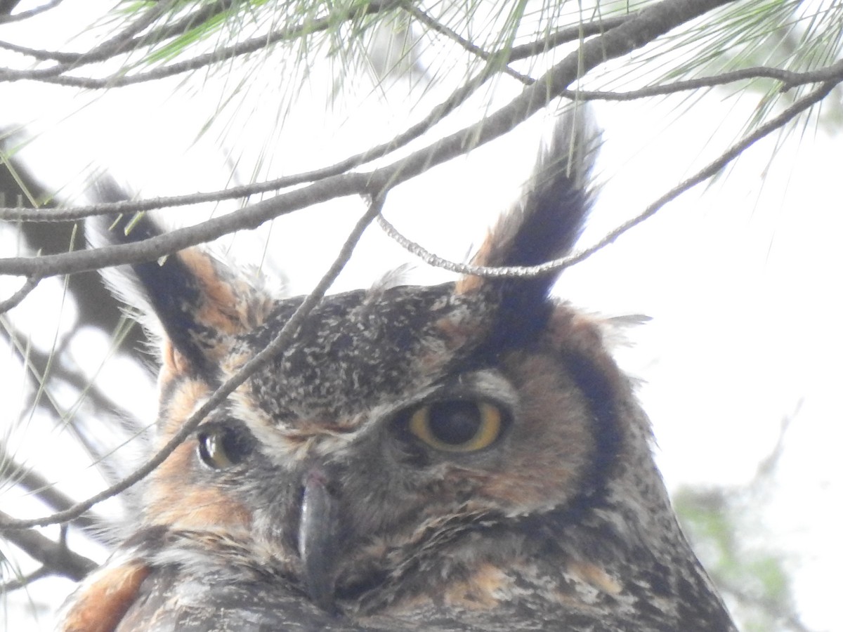 Great Horned Owl - Jacques Bélanger