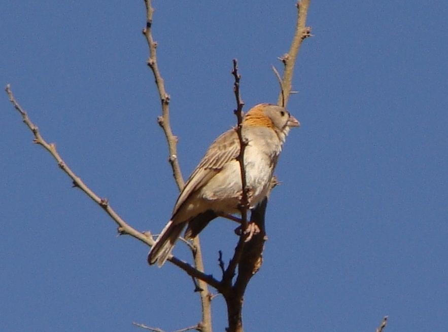 Speckle-fronted Weaver - ML232897671