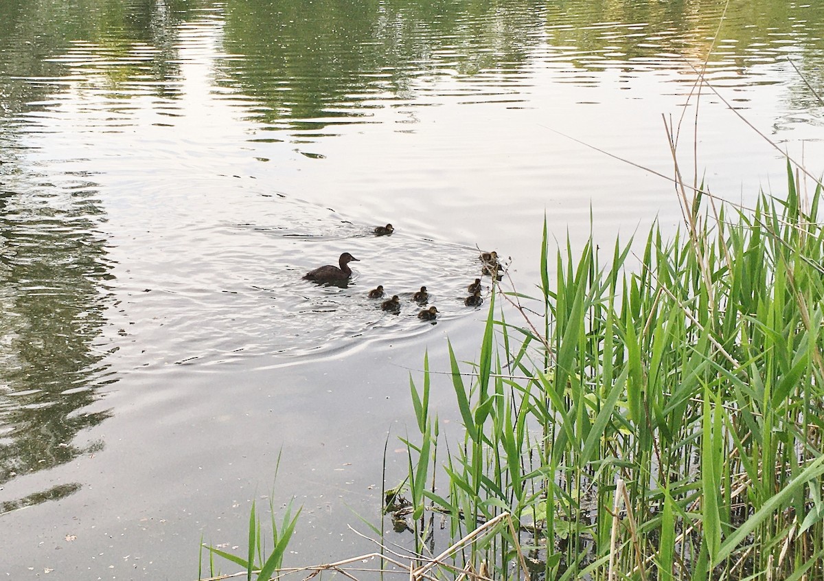 Common Pochard - ML232897801