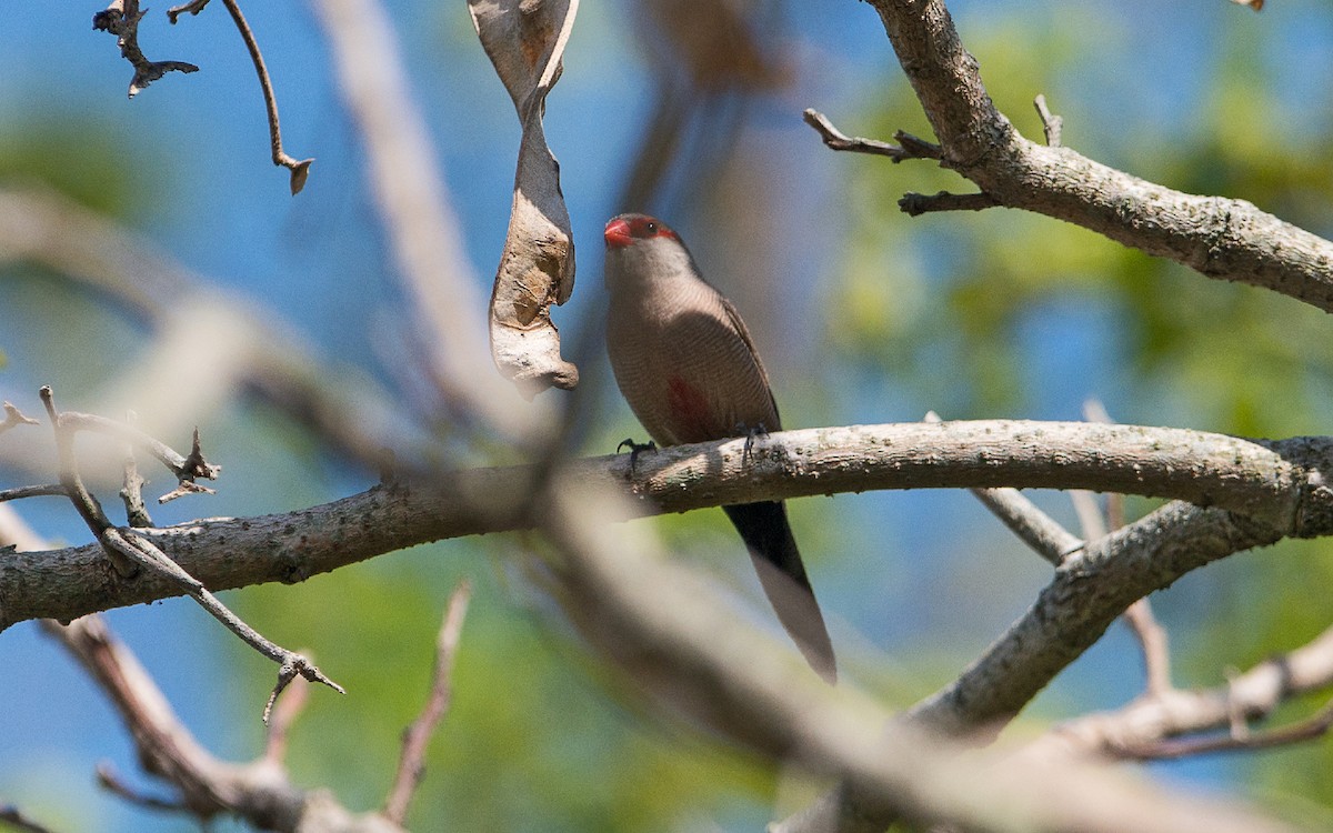 Common Waxbill - ML232899661