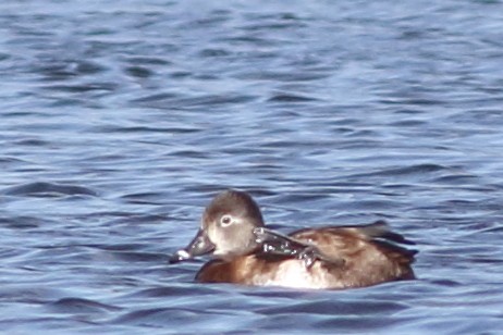 Ring-necked Duck - ML232901231