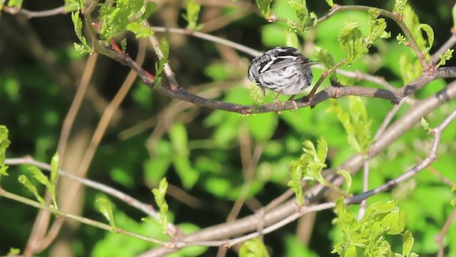 Black-and-white Warbler - ML232901591