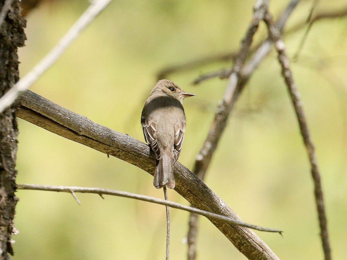 Western Wood-Pewee - ML232902051