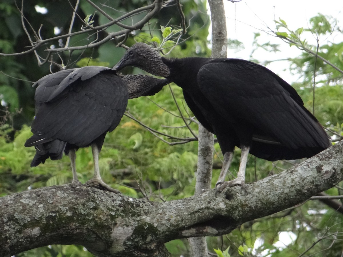 Black Vulture - pedro alexander  parada bastos