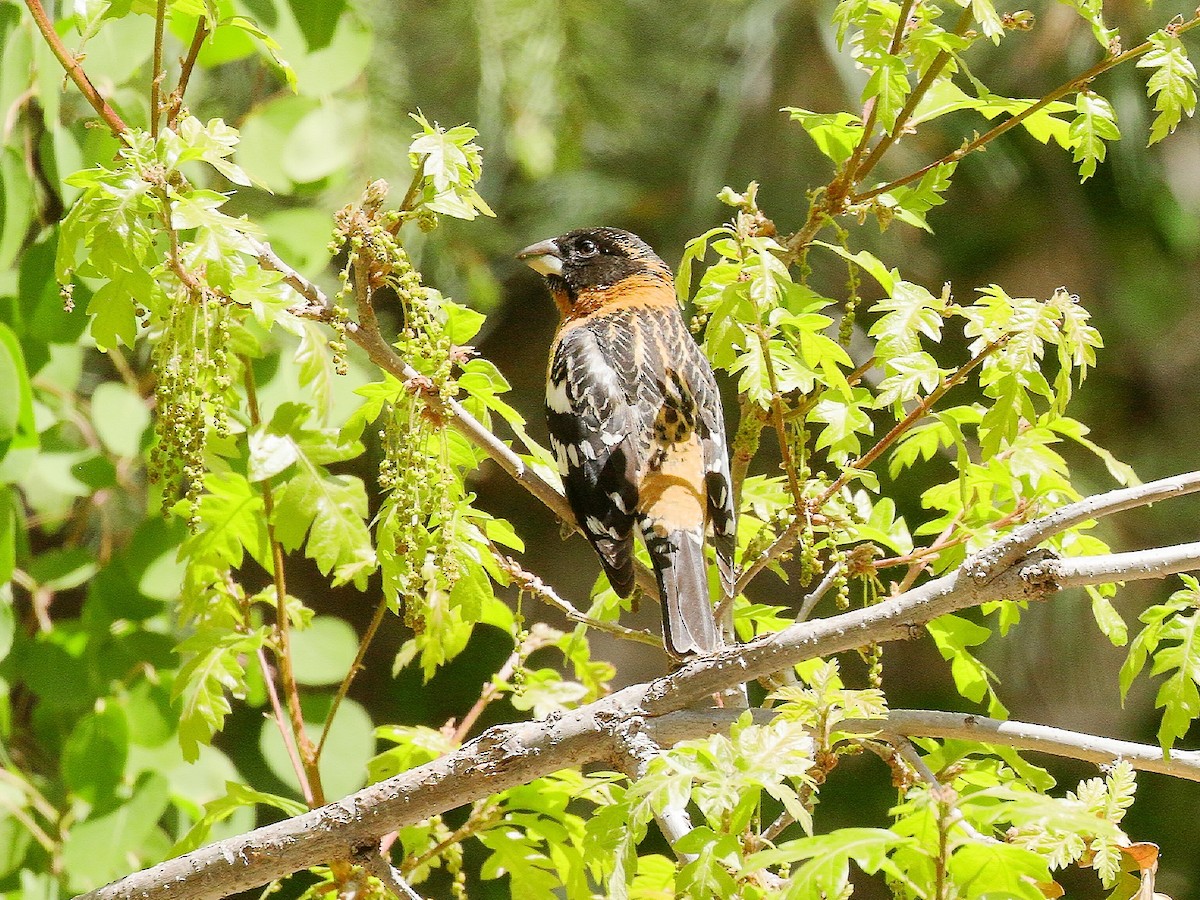 Black-headed Grosbeak - ML232902331