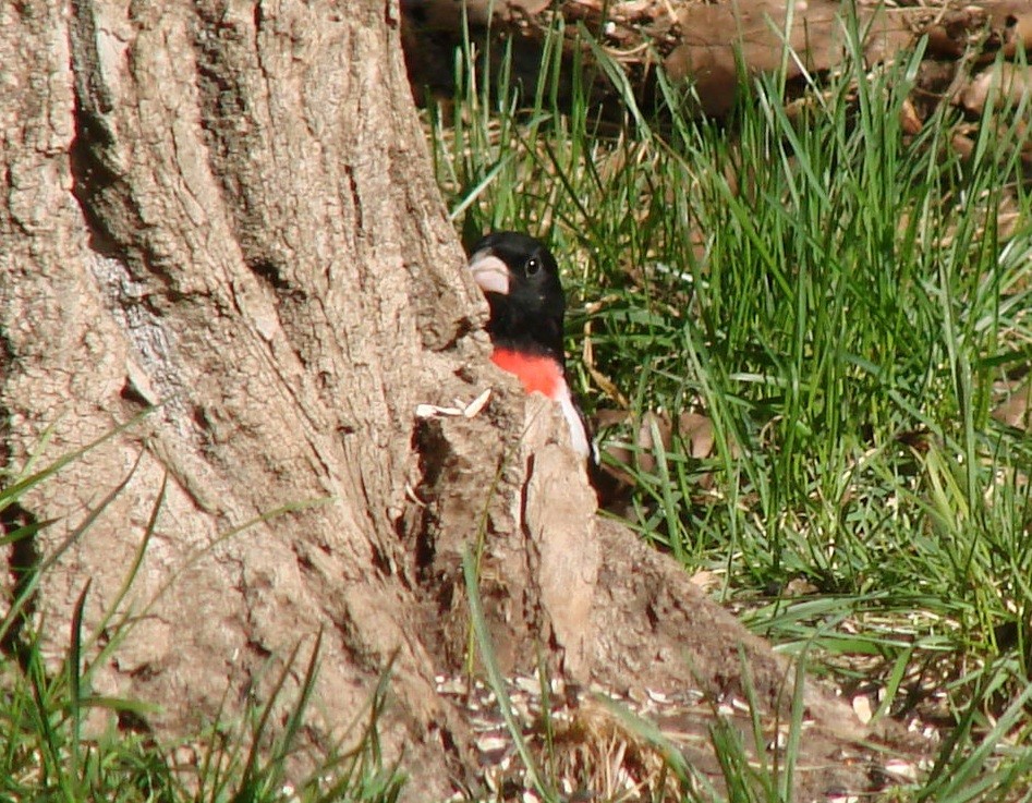 Rose-breasted Grosbeak - ML232902661