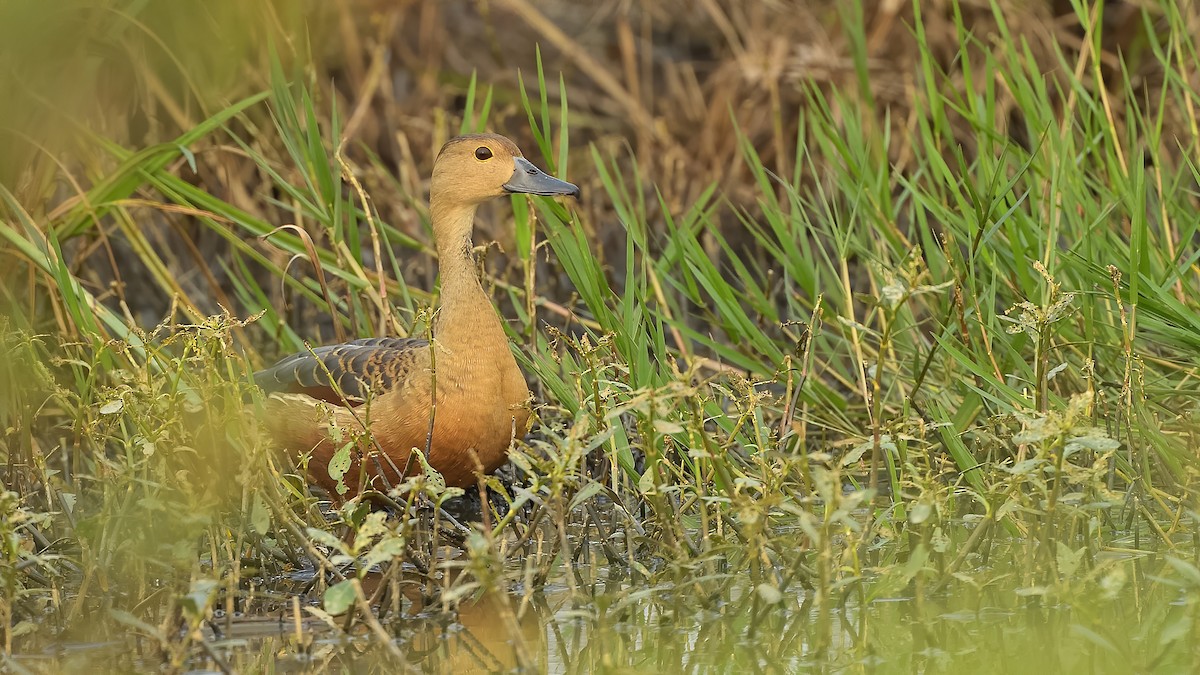 Lesser Whistling-Duck - ML232902941