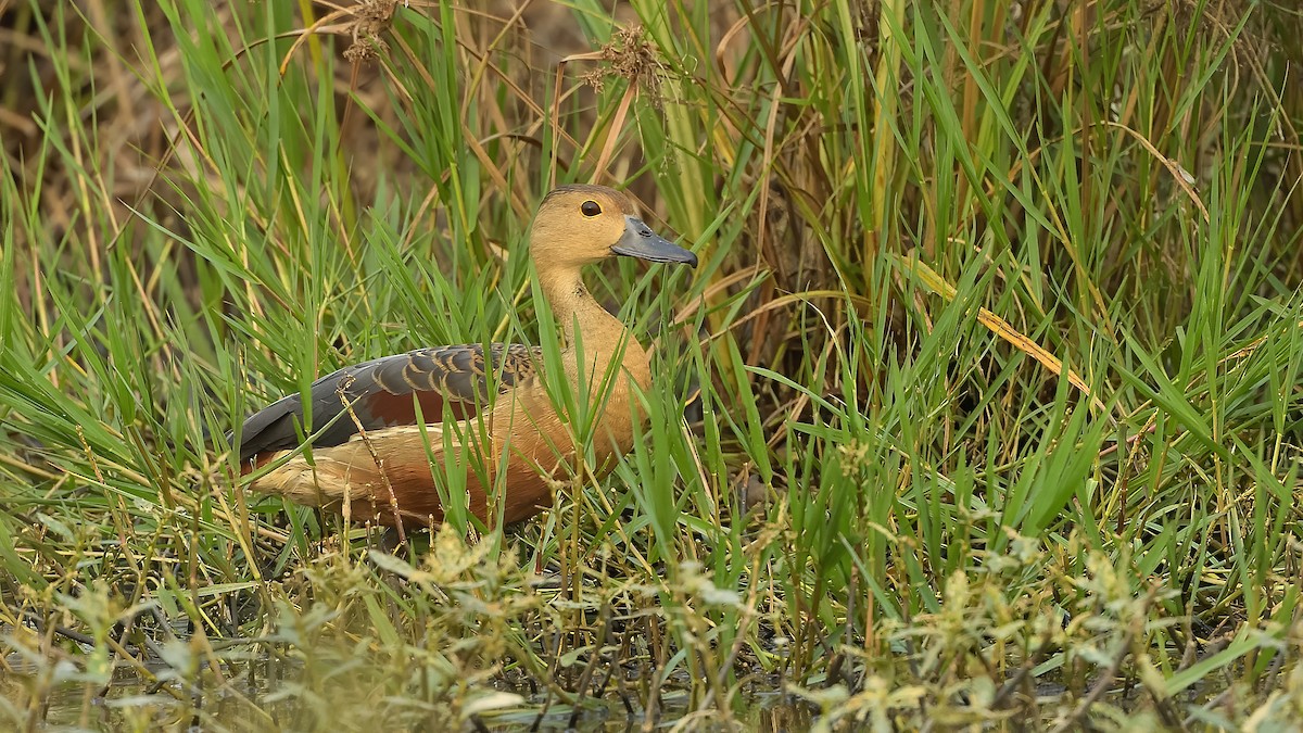 Dendrocygne siffleur - ML232902991