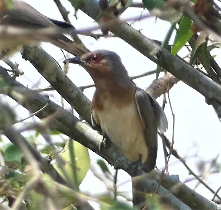 Dwarf Cuckoo - ML232903901