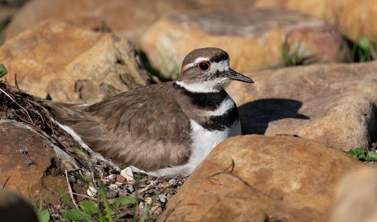 Killdeer - ML232903951