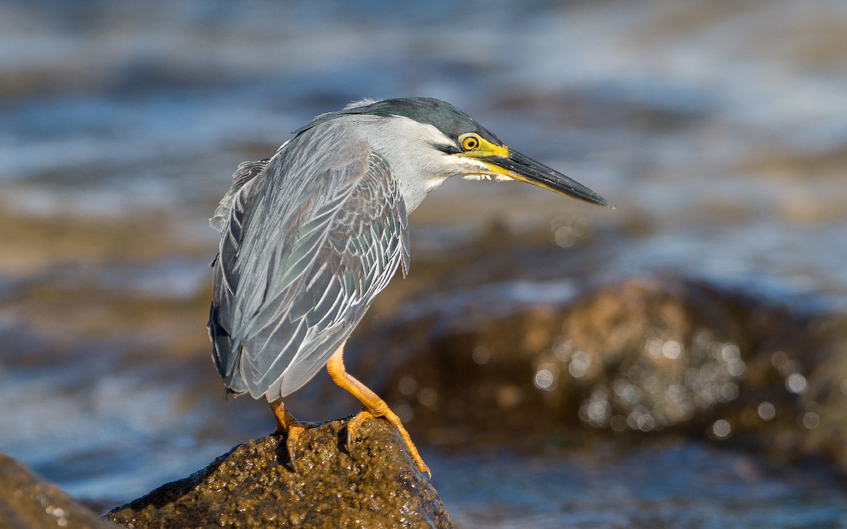 Striated Heron - ML232904291