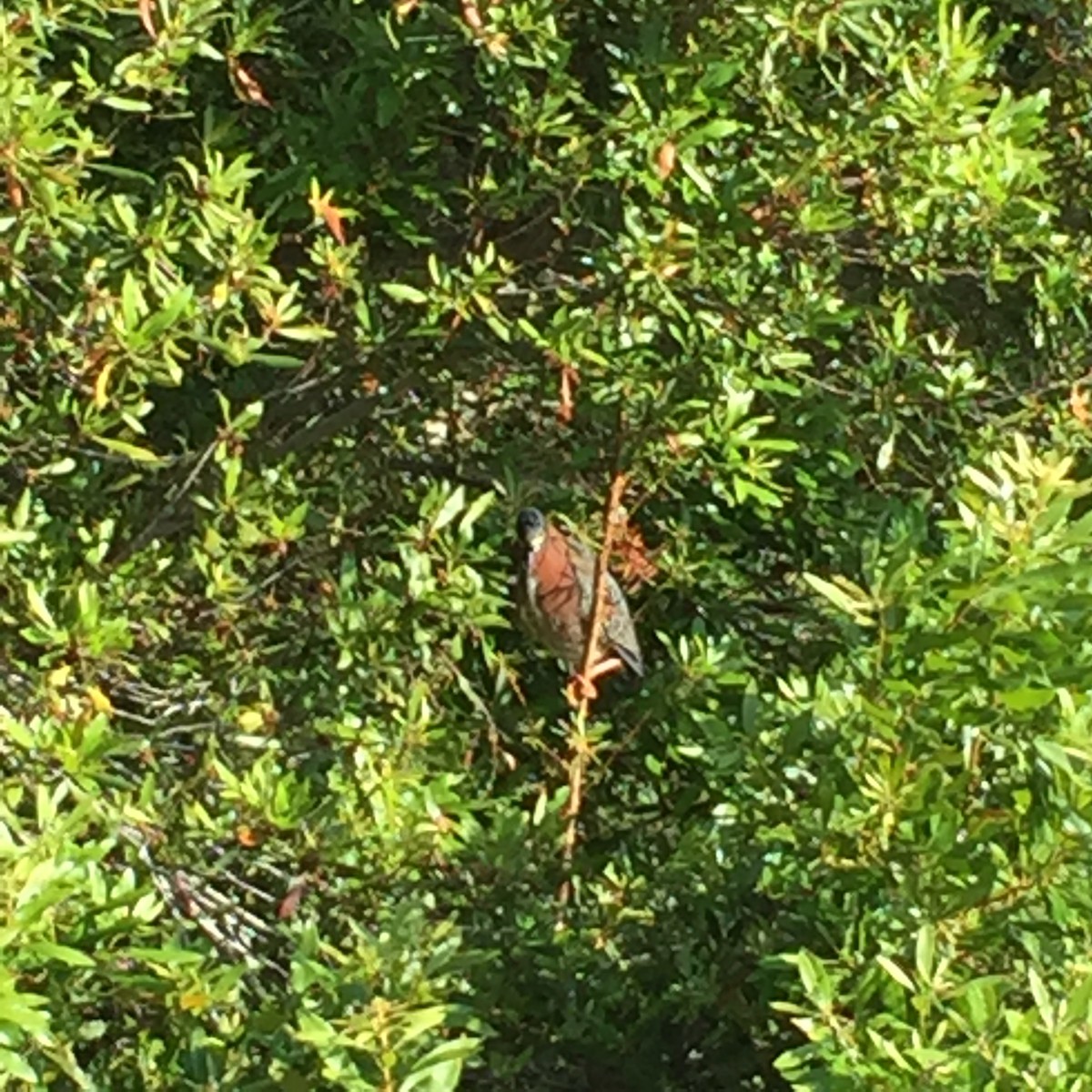 Green Heron - ML232905201