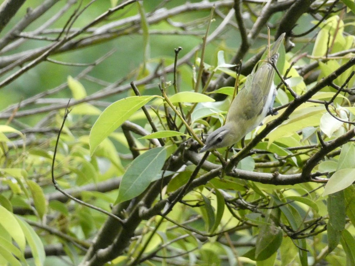 Red-eyed Vireo - Marcela Gonzalez