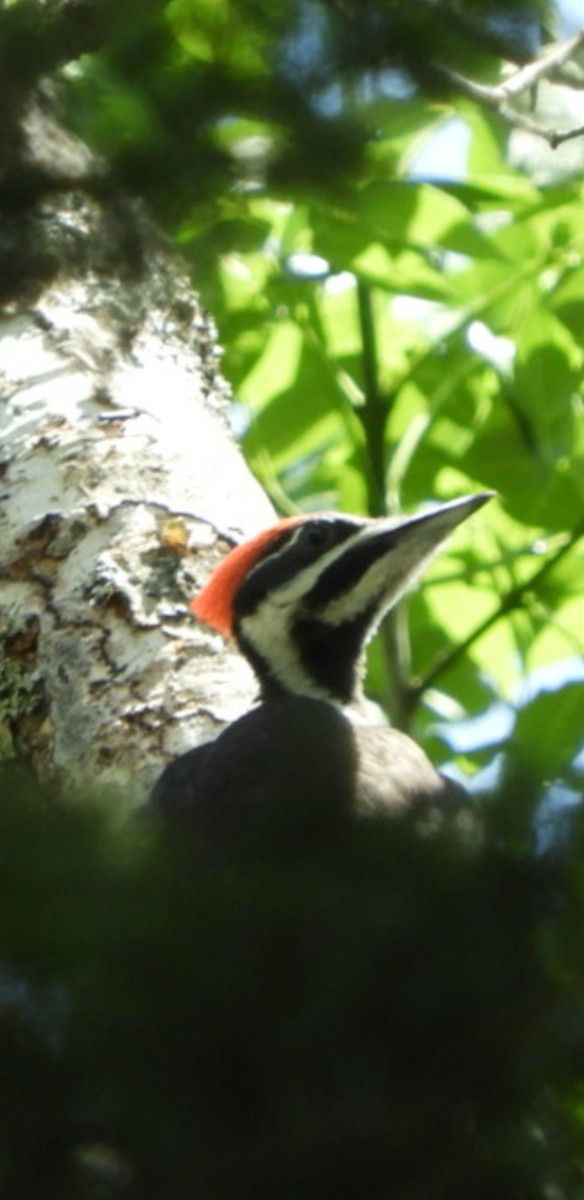 Pileated Woodpecker - ML232907731