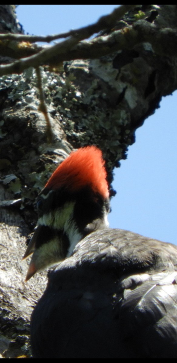 Pileated Woodpecker - ML232907881
