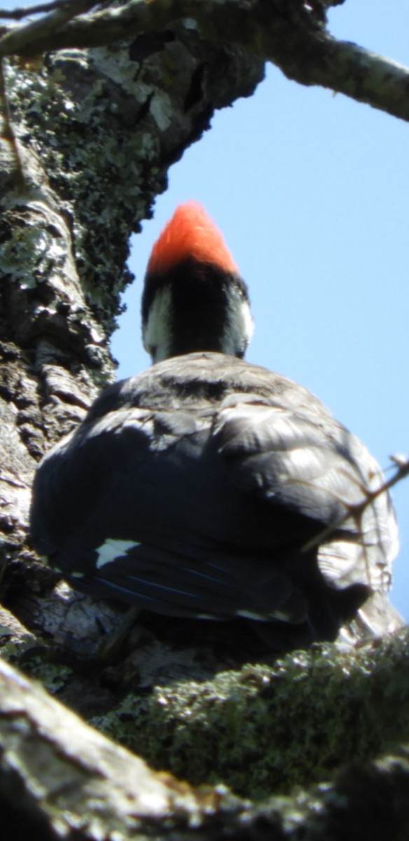 Pileated Woodpecker - ML232907911