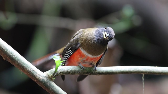 Halkalı Trogon (aurantiiventris/underwoodi) - ML232909401