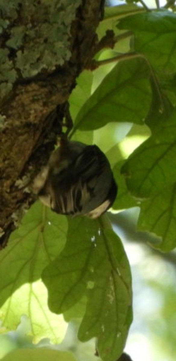 White-breasted Nuthatch - ML232909491
