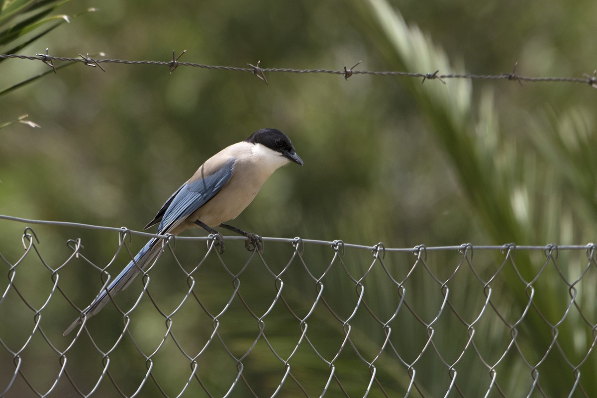 Iberian Magpie - ML232909851