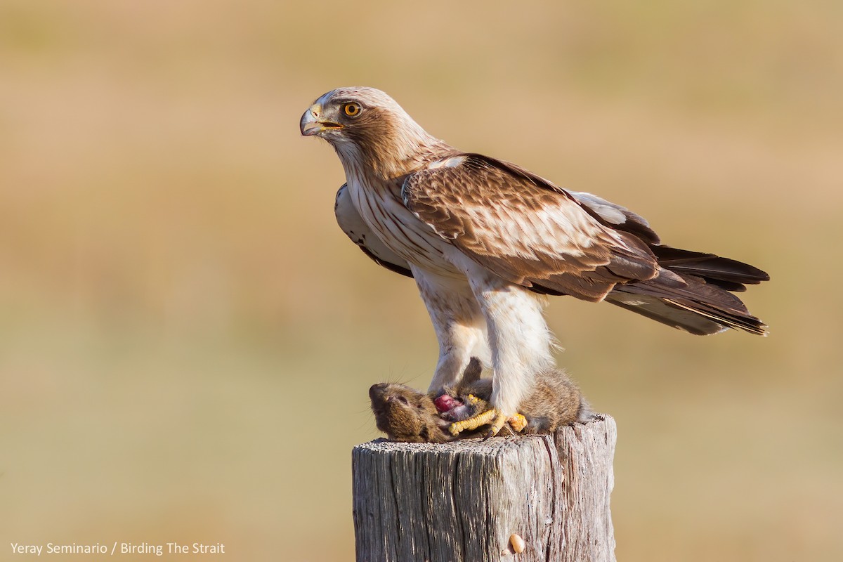 Booted Eagle - Yeray Seminario