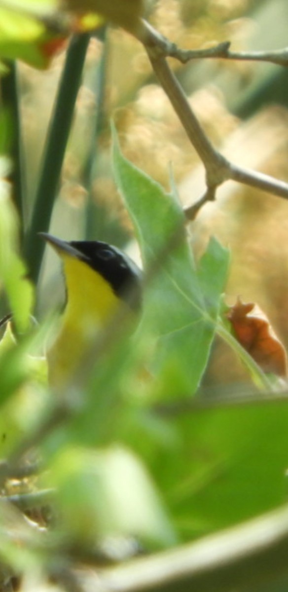 Common Yellowthroat - ML232910571