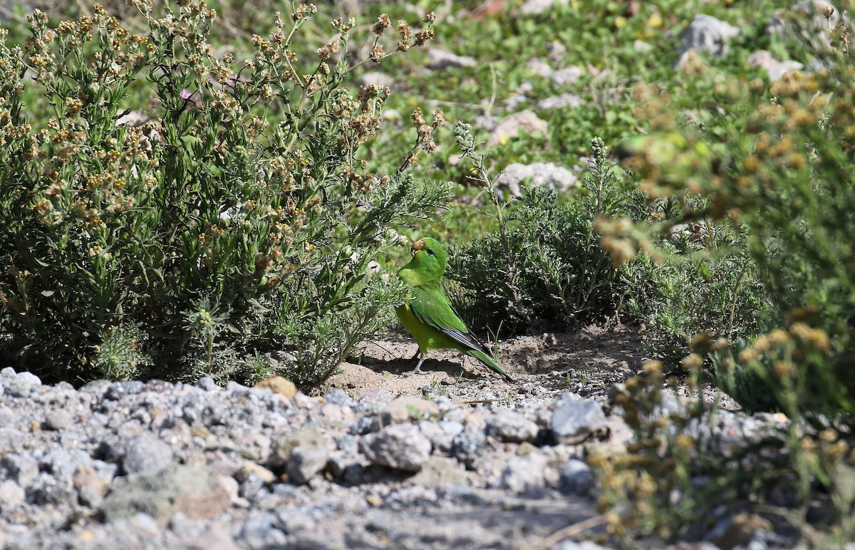 aymara citronový - ML232911271