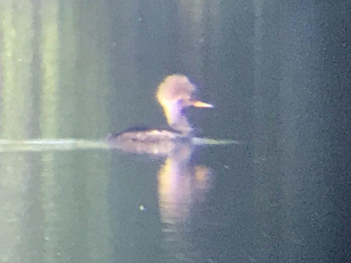 Hooded Merganser - ML232911961