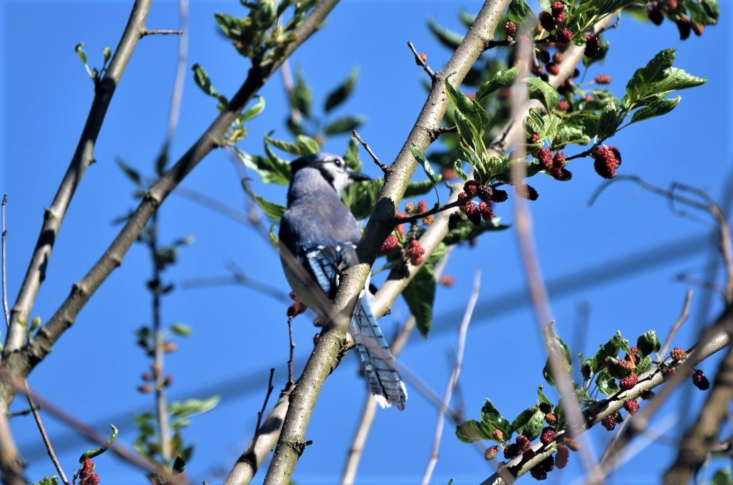 Blue Jay - ML232912831