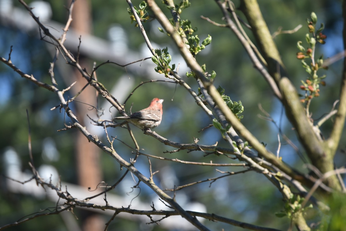 House Finch - Matt Lawing