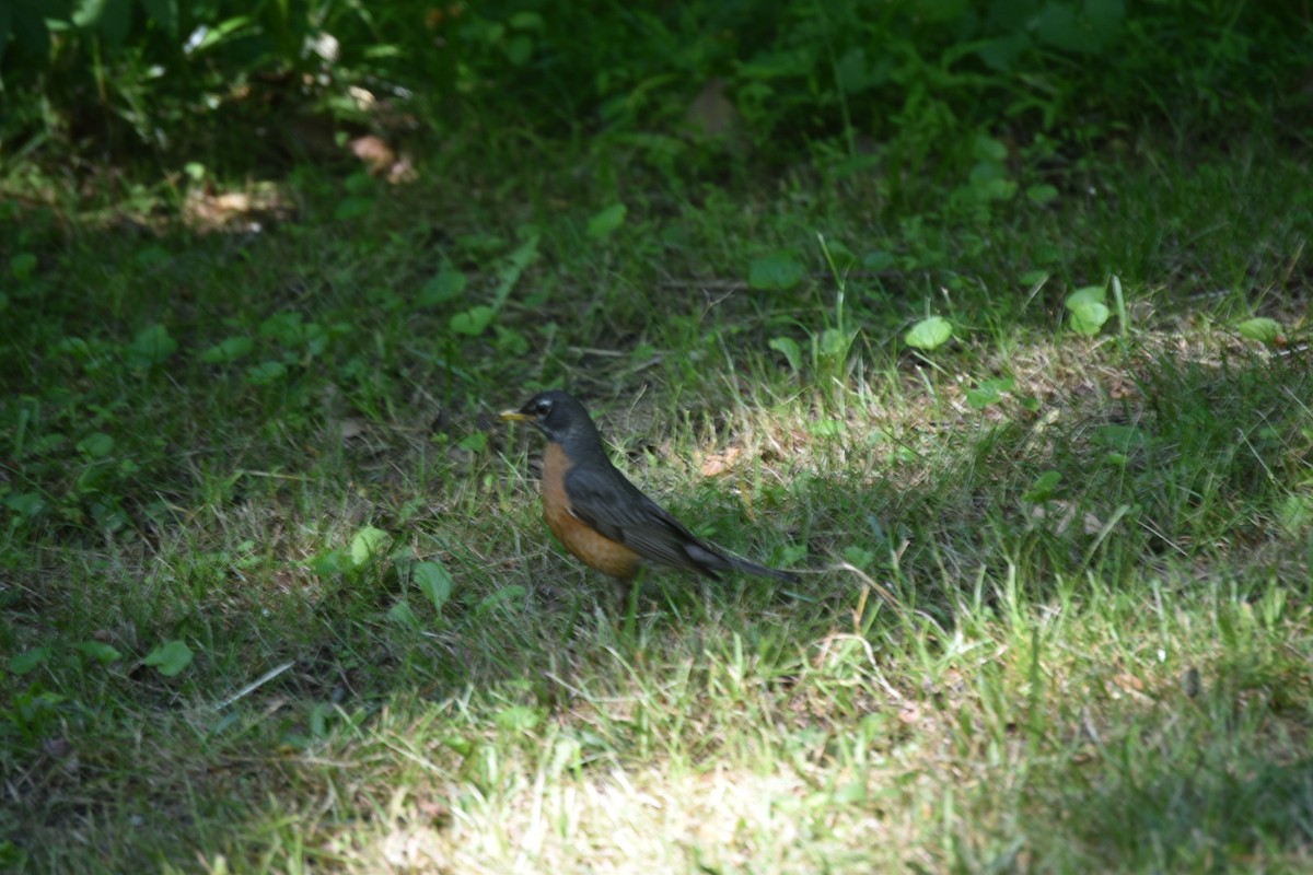 American Robin - ML232913671