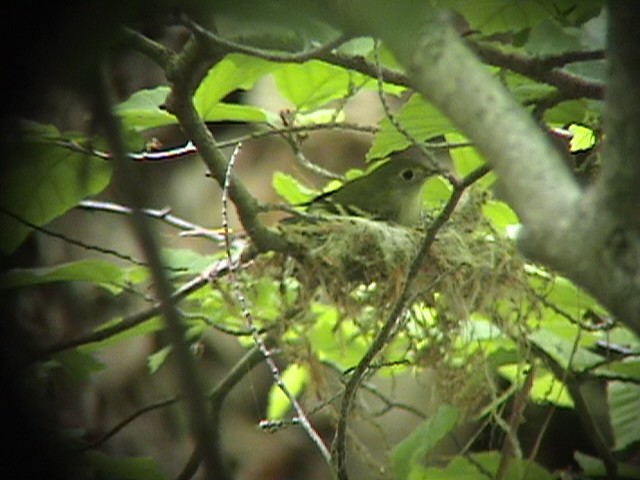 Acadian Flycatcher - ML232913801