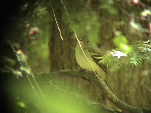 Acadian Flycatcher - ML232913901