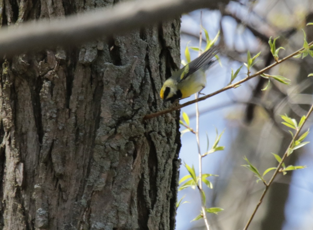 Golden-winged/Blue-winged Warbler - ML232914801