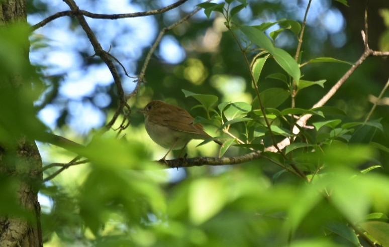 Veery - ML232916201