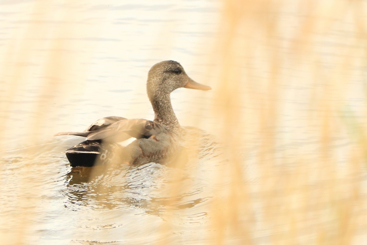 Бор нугас - ML232916241