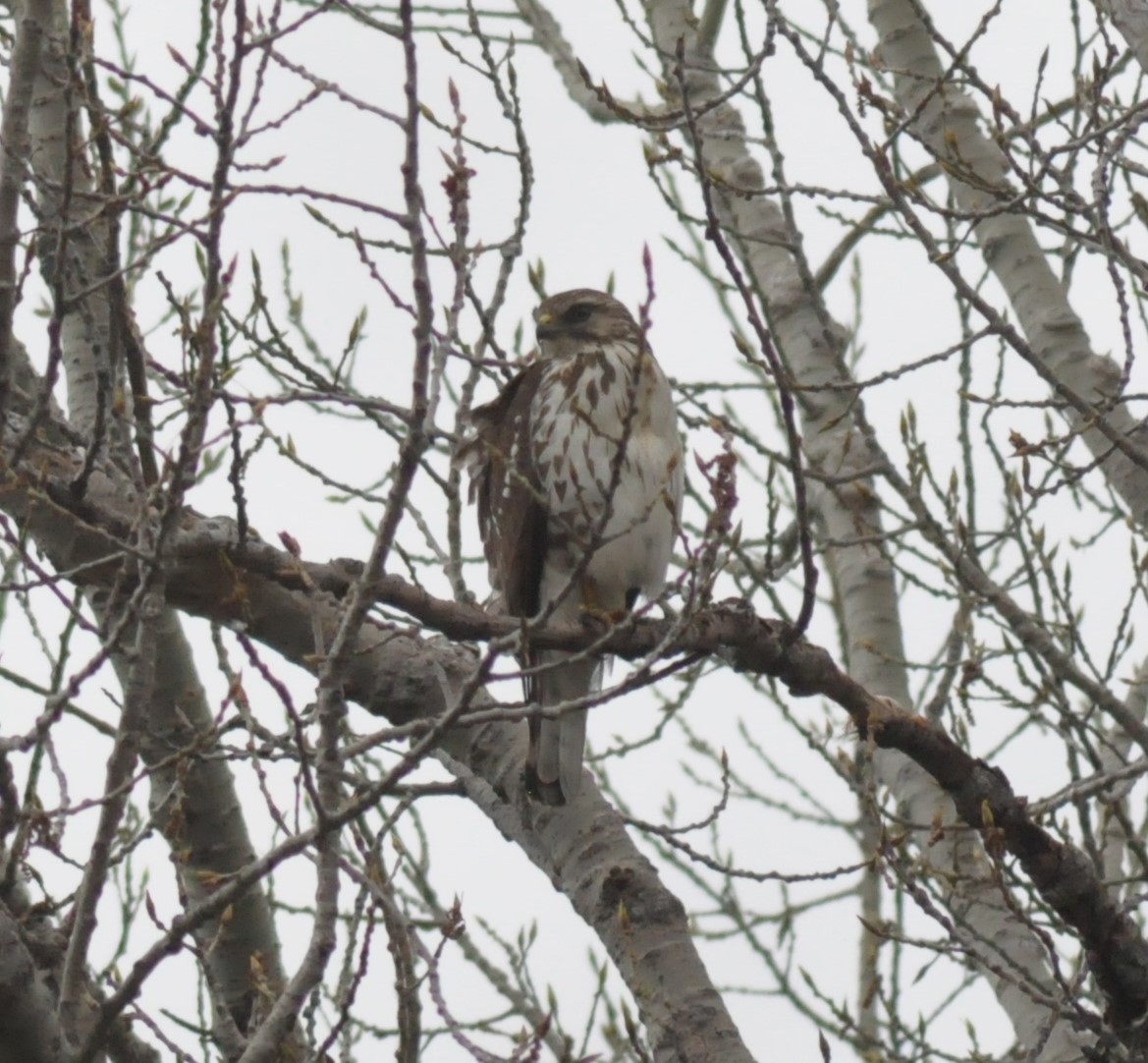 Broad-winged Hawk - ML232916651