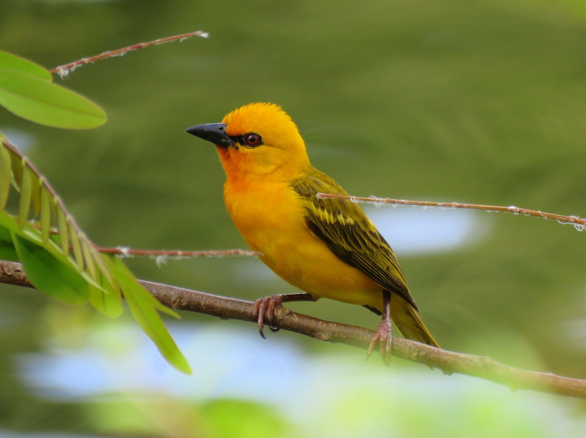 Orange Weaver - John Woodman