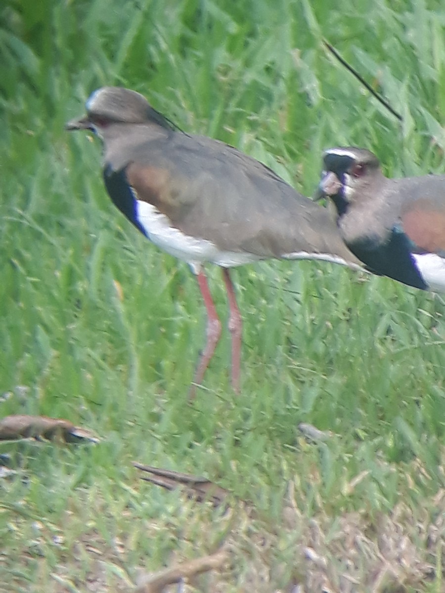 Southern Lapwing - ML232917041